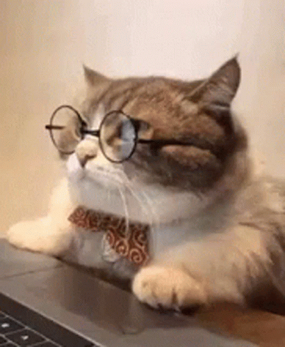 A Cat Wearing Glasses And A Bow Tie Is Laying On A Laptop Keyboard . GIF
