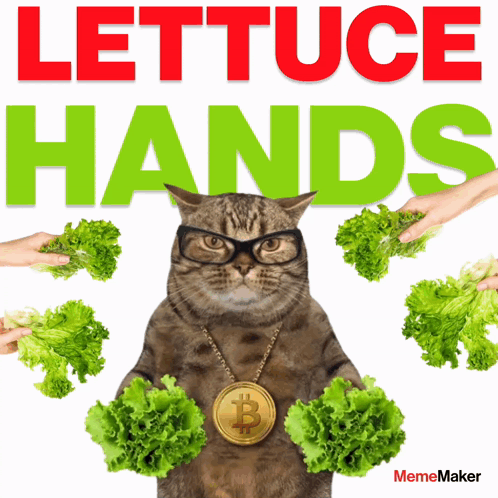 A Cat Wearing Glasses And A Gold Necklace Holds Lettuce In Its Hands GIF