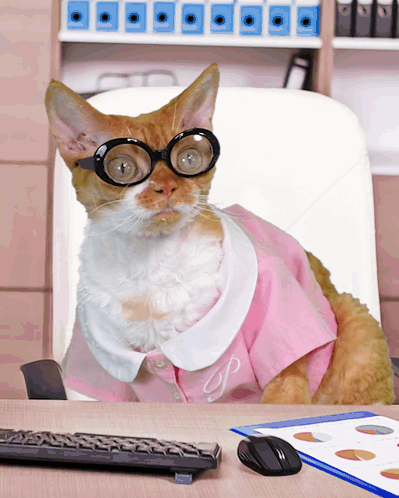 A Cat Wearing Glasses And A Pink Shirt With The Letter S On It GIF