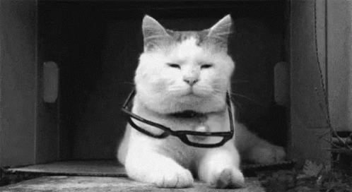 A Cat Wearing Glasses Is Laying Down In A Box . GIF