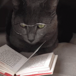 A Cat Wearing Glasses Is Looking At A Book GIF