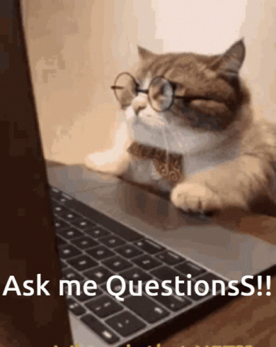 Cat Wearing Glasses Sitting In Front Of Laptop Asking Questions GIF