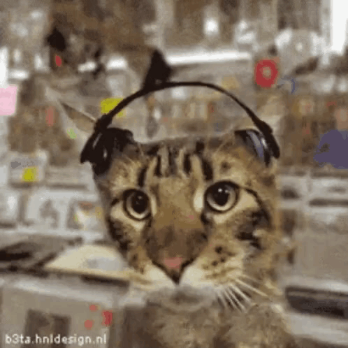 A Cat Wearing Headphones On Its Ears Looks At The Camera . GIF