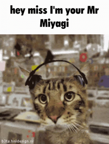 A Cat Wearing Headphones With The Words Hey Miss I 'M Your Mr Miyagi Above It GIF