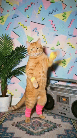 A Cat Wearing Pink Leg Warmers Is Standing On Its Hind Legs GIF