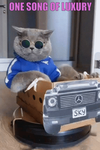 A Cat Wearing Sunglasses And A Blue Jacket Sits In A Cardboard Car With The Words One Song Of Luxury Written Above It GIF