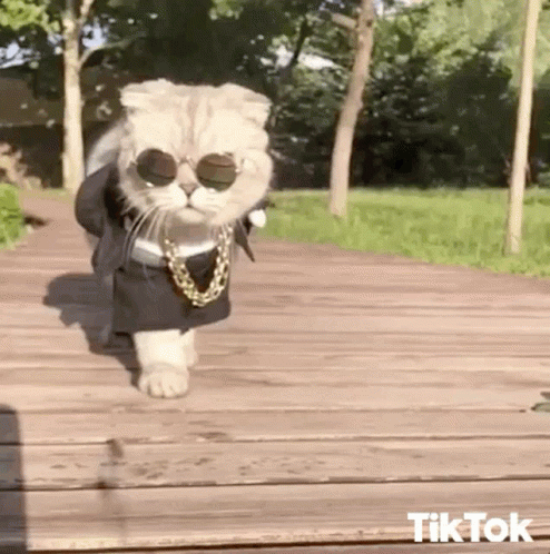 A Cat Wearing Sunglasses And A Chain Is Walking On A Wooden Floor . GIF