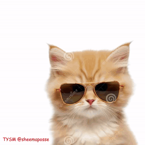 A Cat Wearing Sunglasses Has The Word Allmy Written Above It GIF