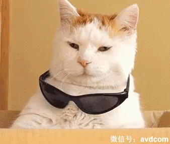 A Cat Wearing Sunglasses Is Sitting In A Box With Avdcom Written Below It GIF