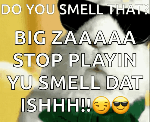 A Cat Wearing Sunglasses Says Do You Smell That Bigzaaa Stop Playin Yu Smell Dat Ishhhh GIF