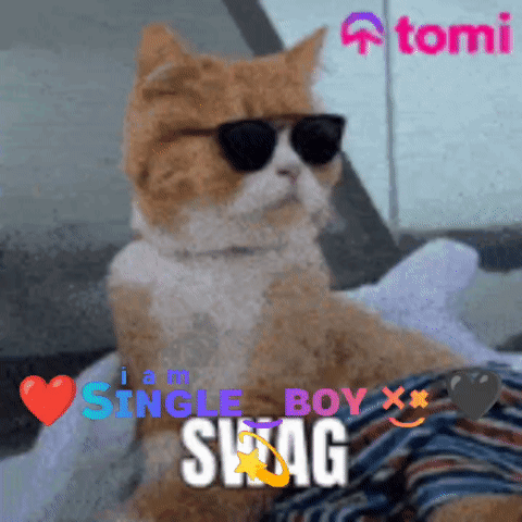 A Cat Wearing Sunglasses Says I Am Single Boy X GIF