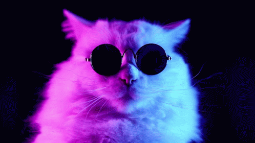 A Cat Wearing Sunglasses With A Pink And Blue Background GIF