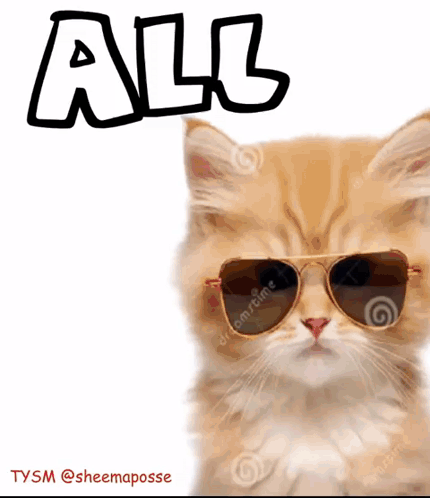 A Cat Wearing Sunglasses With The Word All Written Above It GIF