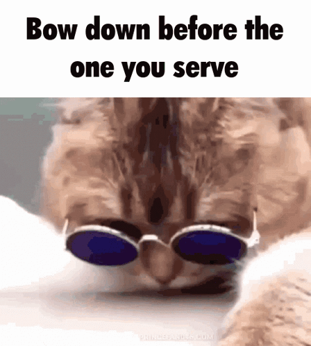 A Cat Wearing Sunglasses With The Words Bow Down Before The One You Serve Below It GIF