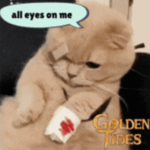 A Cat With A Bandage On Its Arm Says " All Eyes On Me " In A Speech Bubble GIF