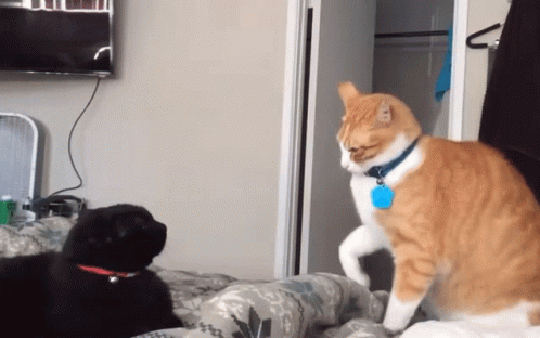 A Cat With A Blue Tag On Its Neck Stands Next To A Black Dog GIF