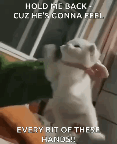 A Cat With A Bow Tie Says Hold Me Back Cuz He 'S Gonna Feel Every Bit Of These Hands !! GIF
