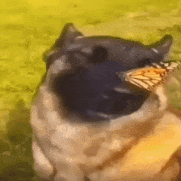 A Cat With A Butterfly In Its Mouth Is Looking At The Camera . GIF