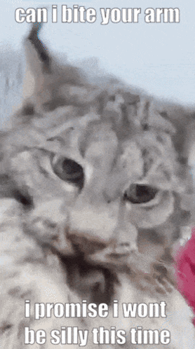 A Cat With A Caption That Says Can I Bite Your Arm GIF