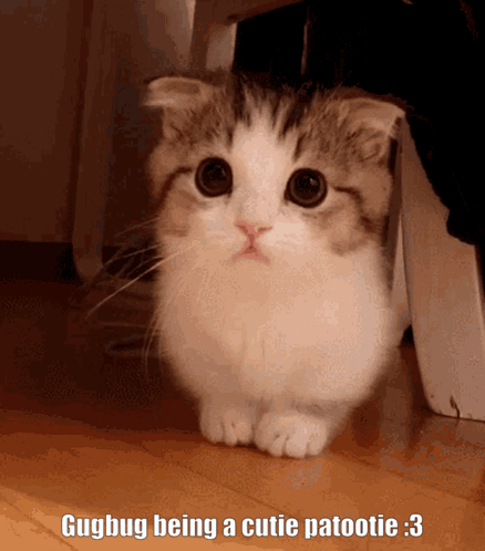 A Cat With A Caption That Says ' Gugbug Being A Cutie Patootie 3 ' GIF
