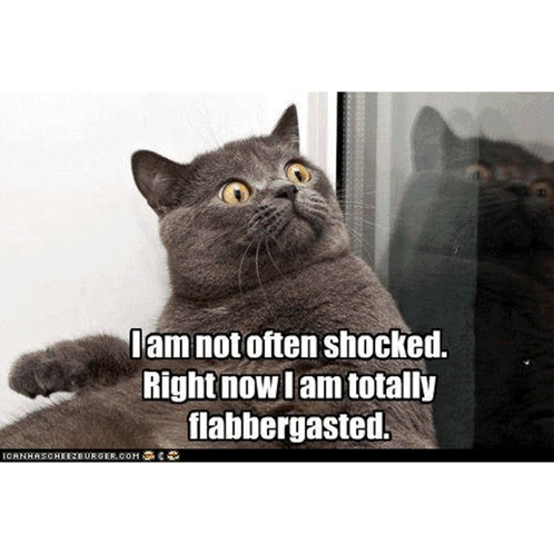 A Cat With A Caption That Says " I Am Not Often Shocked Right Now I Am Totally Flabbergasted . " GIF