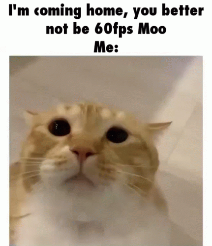 A Cat With A Caption That Says I 'M Coming Home You Better Not Be 60Fps Moo Me GIF