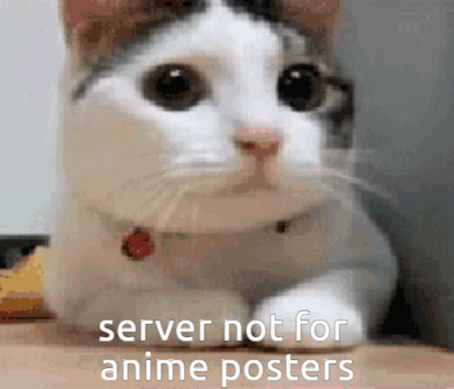 A Cat With A Collar Is Laying On A Table With The Words `` Server Not For Anime Posters '' Written On It . GIF