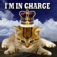 A Cat With A Crown On Its Head And The Words I 'M In Charge GIF