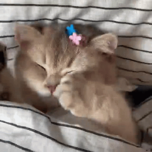 A Cat With A Flower In Its Ear Is Laying On A Bed . GIF