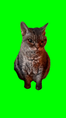 A Cat With A Green Screen Behind It GIF