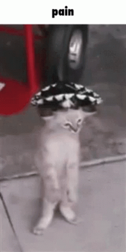 A Cat With A Hat On Its Head Is Standing On The Ground . GIF