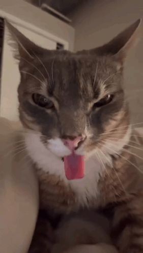 A Cat With A Pink Tongue Sticking Out Of Its Mouth GIF