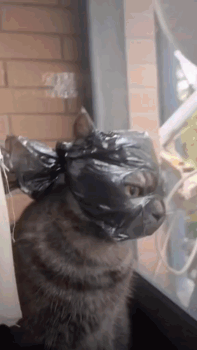 A Cat With A Plastic Bag Around Its Head GIF