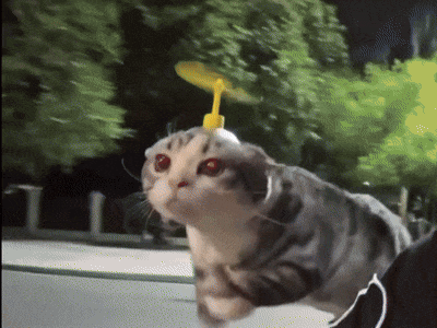 A Cat With A Propeller On Its Head Looks At The Camera GIF