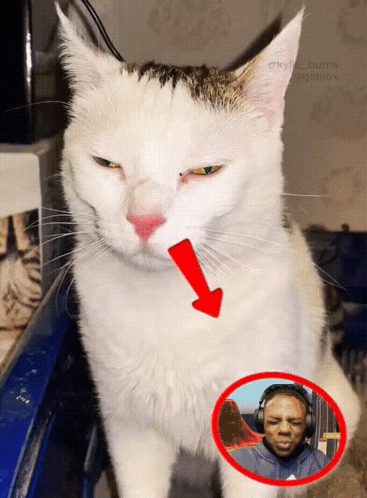 A Cat With A Red Arrow Pointing To A Picture Of A Man With Headphones GIF