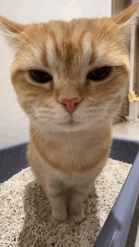 A Cat With A Red Nose Is Sitting In A Blue Litter Box GIF