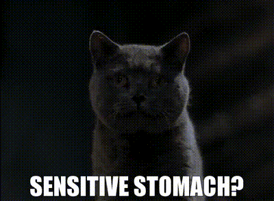 A Cat With A Sensitive Stomach Is Looking At The Camera GIF