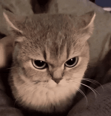 Serious-Looking Cat GIF
