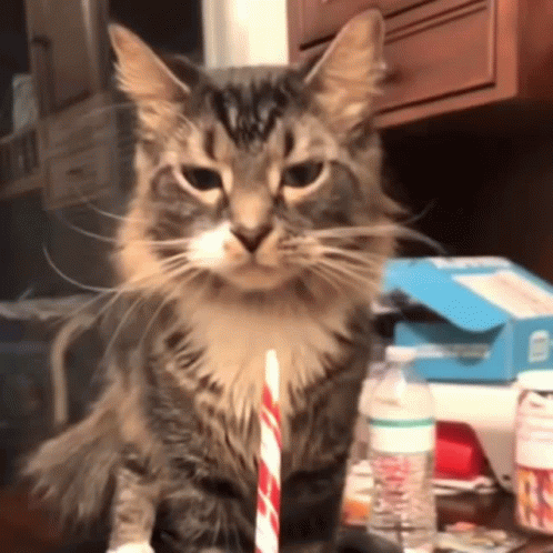 A Cat With A Straw In Its Mouth GIF