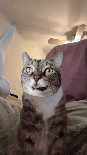 A Cat With A Surprised Expression On Its Face GIF