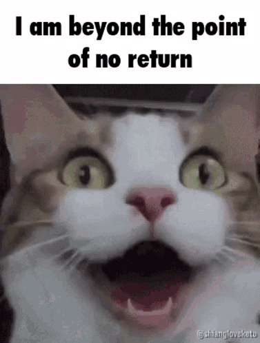 A Cat With A Surprised Look On Its Face And The Words `` I Am Beyond The Point Of No Return '' Written Above It . GIF