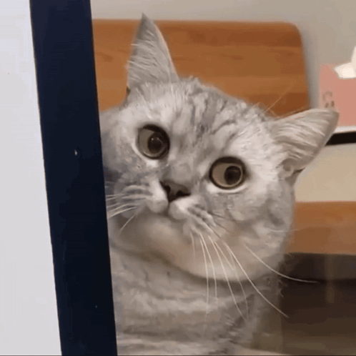 A Cat With A Surprised Look On Its Face Is Looking Through A Window GIF