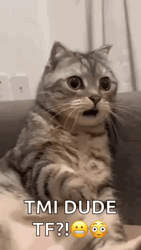 A Cat With A Surprised Look On Its Face Is Sitting On A Couch And Making A Funny Face . GIF