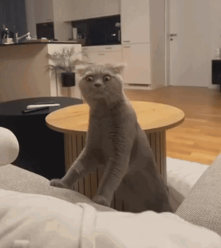 A Cat With A Surprised Look On Its Face Sitting On A Couch GIF