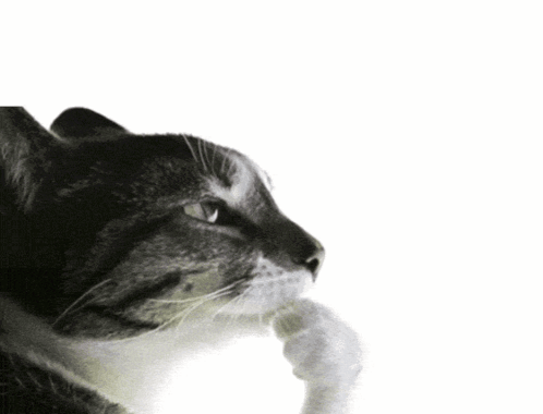 A Cat With A Thought Bubble Saying Peak Above It GIF