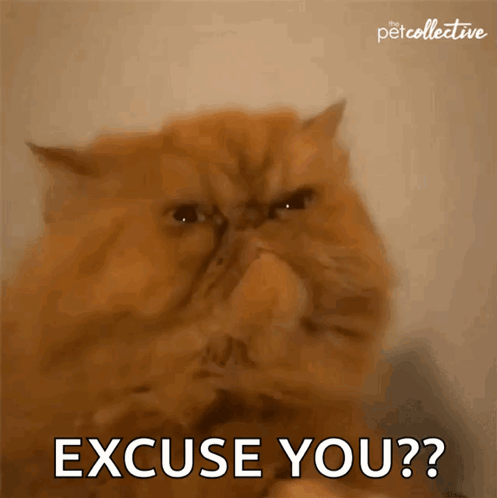 A Cat With A Very Angry Look On Its Face Says Excuse You GIF