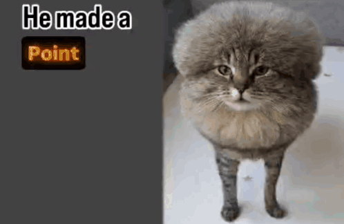 A Cat With A Very Fluffy Head Is Standing In Front Of A Sign That Says " He Made A Point " GIF