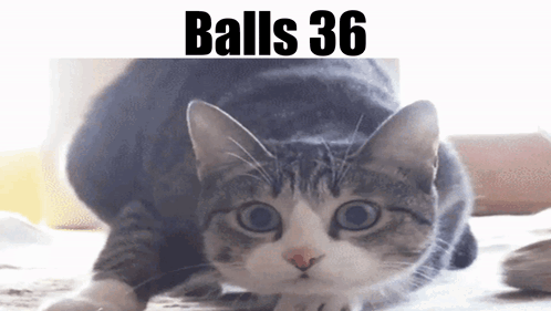 A Cat With Balls 36 Written On The Bottom Of It GIF