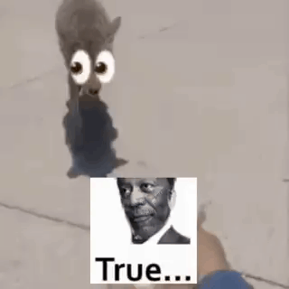 A Cat With Big Eyes And A Picture Of A Man . GIF