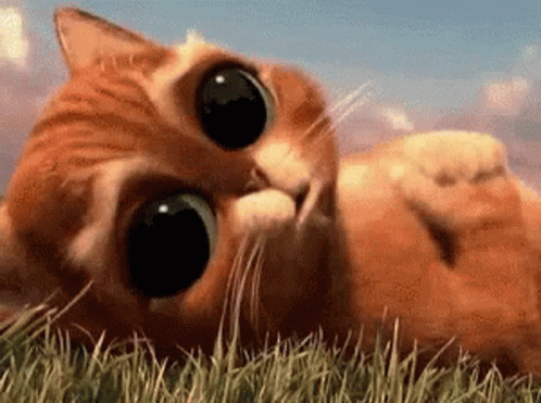 A Cat With Big Eyes Is Laying In The Grass . GIF